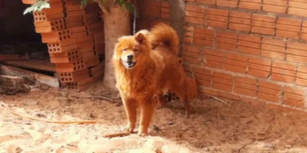 Homem chegou em casa alterado e foi até o fundo do lote tentar agredir o animal que estava amarrado