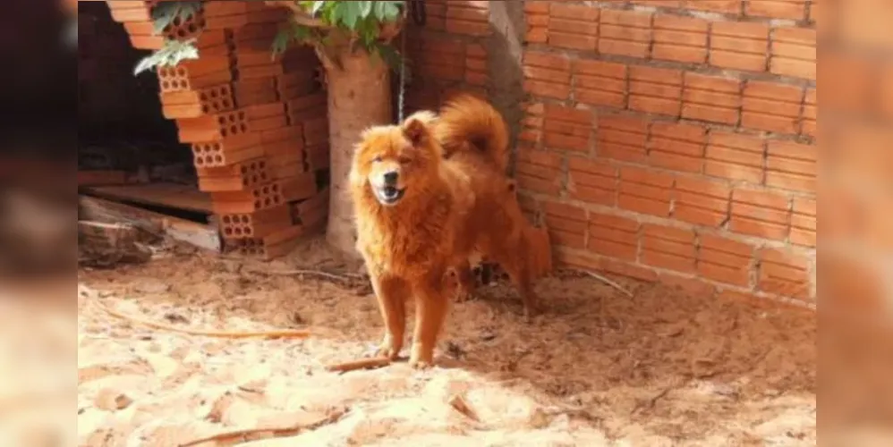 Homem chegou em casa alterado e foi até o fundo do lote tentar agredir o animal que estava amarrado
