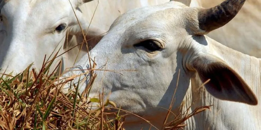 É com o registro da declaração que o produtor poderá cumprir com os compromissos sanitários junto ao órgão de defesa sanitária animal de seu estado. 