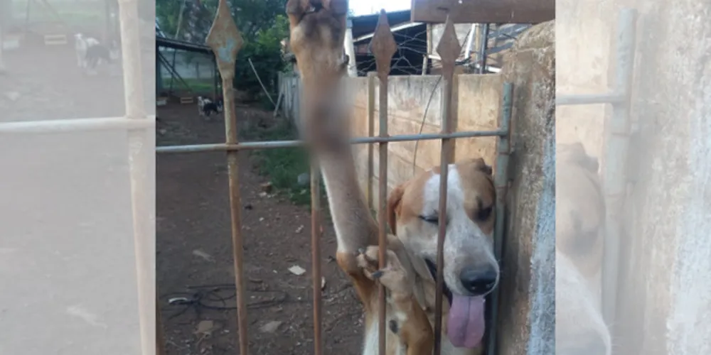 Imagem ilustrativa da imagem Cão prende pata em gradil e moradores pedem ajuda