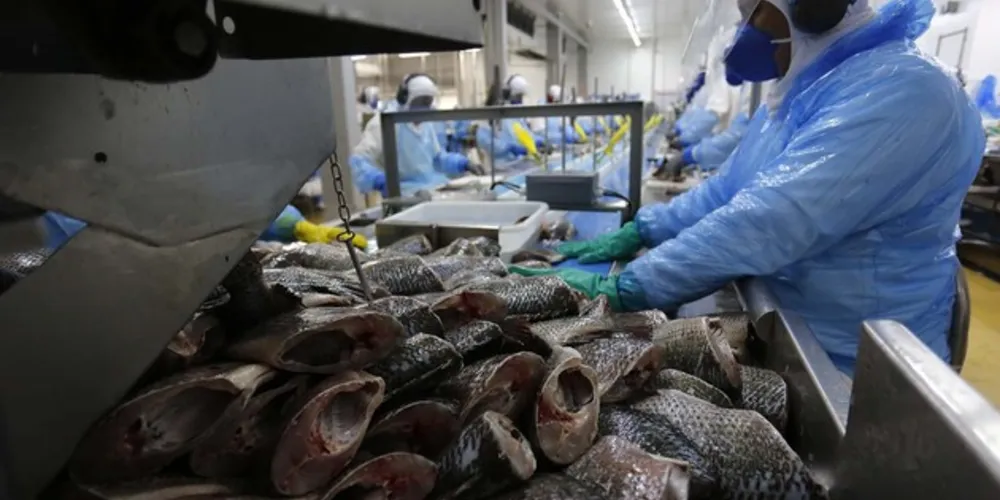 De acordo com o Anuário Peixe BR de 2019, o Paraná tem liderança folgada em tilápia, com produção de 146.212 toneladas, bastante à frente de São Paulo.