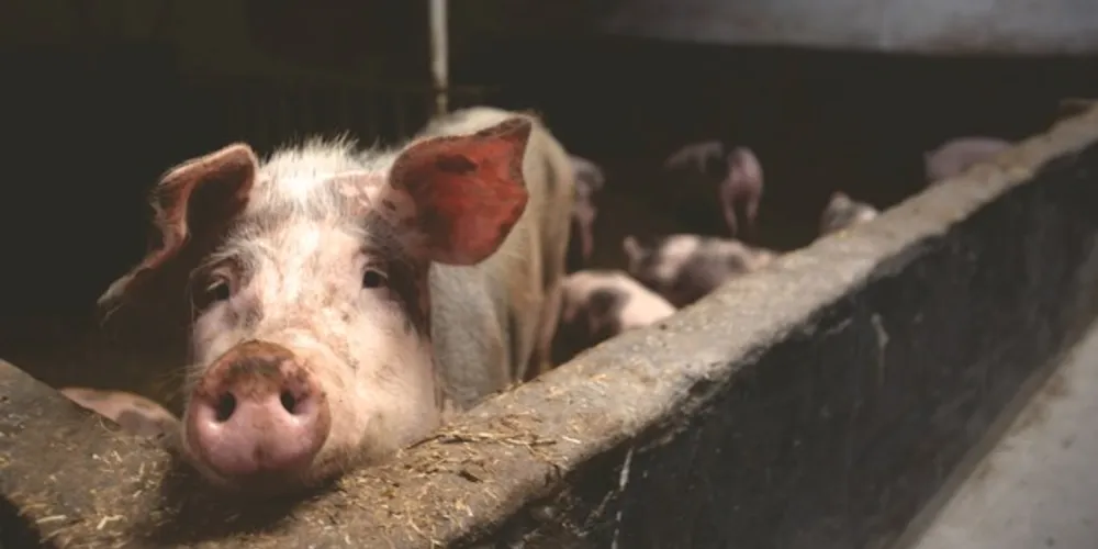 A alta do ICPSuíno foi puxada pela variação também recorde nos gastos com a nutrição dos animais (14,14% em setembro).