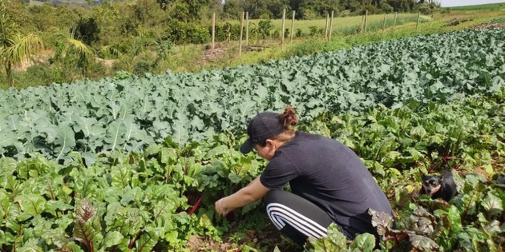 Com o cadastro, o agricultor local poderá fornecer hortifrútis ao Feira Verde no ano de 2021. Valor foi ampliado para R$ 20 mil