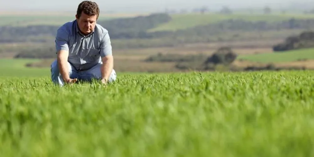Fábio Schmidt, engenheiro e técnico em produção de cevada, diretor da empresa Protecta, faz o fomento do cultivo de cevada na região