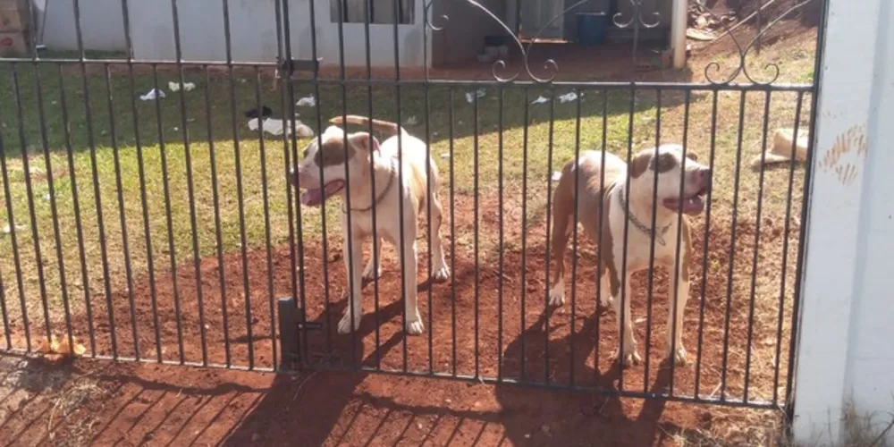 Mesmo sem morar na casa, vítima tinha o costume de brincar com os cães