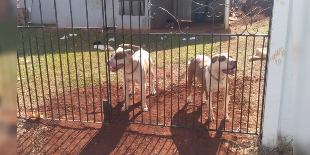 Mesmo sem morar na casa, vítima tinha o costume de brincar com os cães