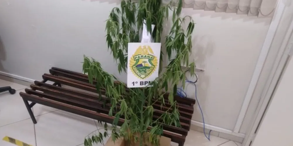 Imagem ilustrativa da imagem Polícia Militar apreende ‘pé de maconha’ em Uvaranas