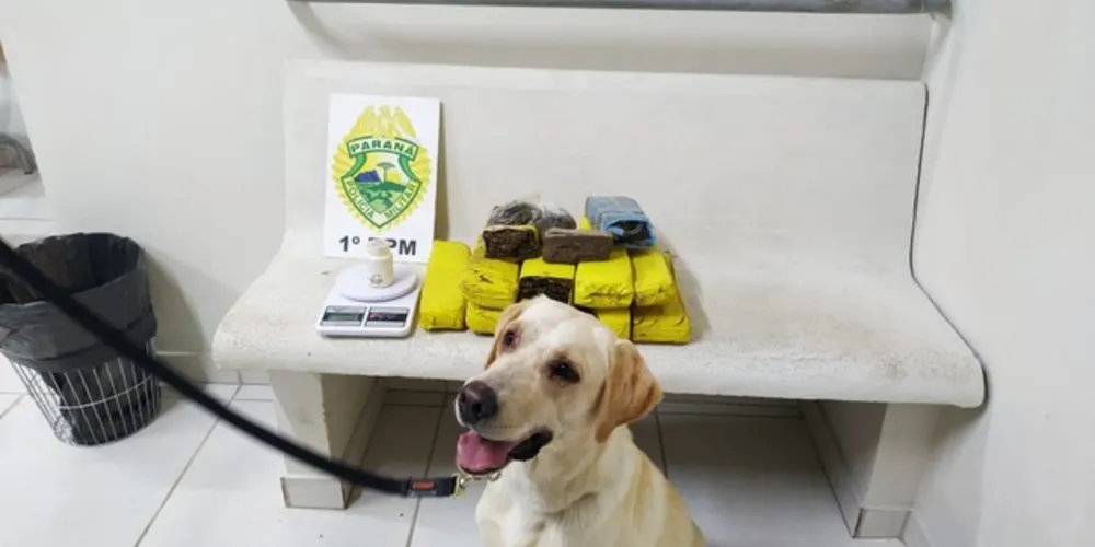 Cão de faro da PM ajudou a encontrar parte da droga em mata na frente de residência
