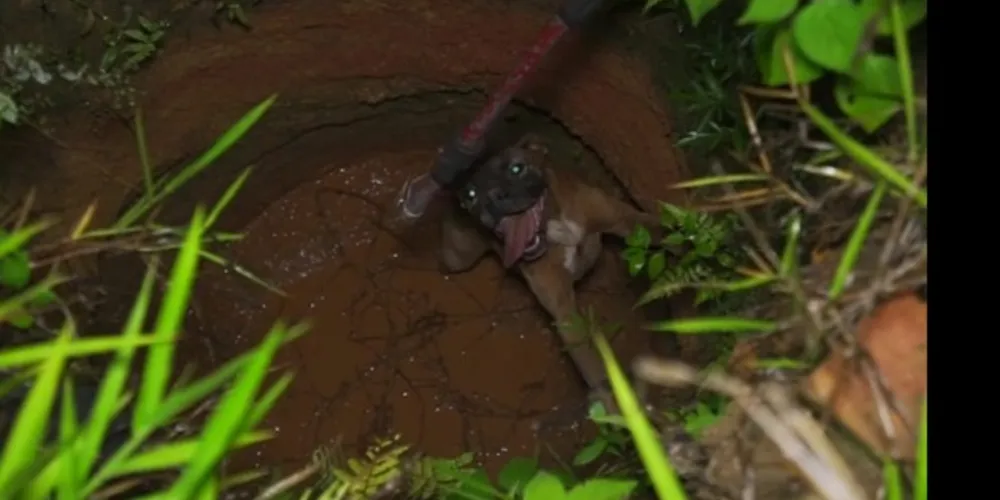 Animal estava sumido há vários dias e foi resgatado dentro de poço em terreno baldio