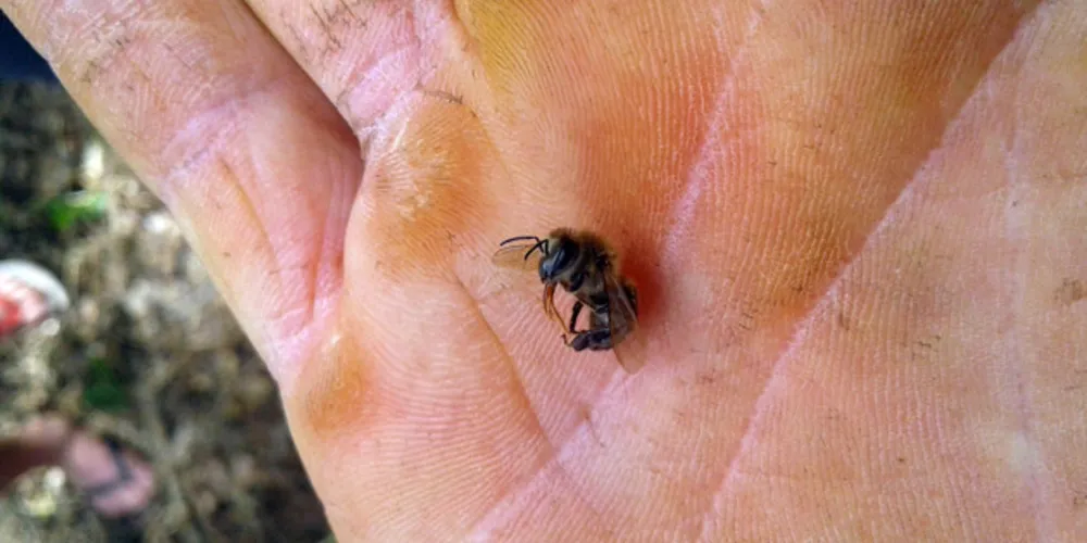 A Adapar alerta os agricultores para que leiam atentamente a bula/rótulo e o receituário agronômico do agrotóxico que adquirirem. 