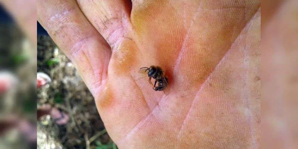 A Adapar alerta os agricultores para que leiam atentamente a bula/rótulo e o receituário agronômico do agrotóxico que adquirirem. 