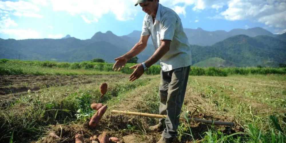 No trimestre móvel encerrado em setembro (julho-agosto-setembro), 8,280 milhões de pessoas estavam ocupadas na agropecuária.
