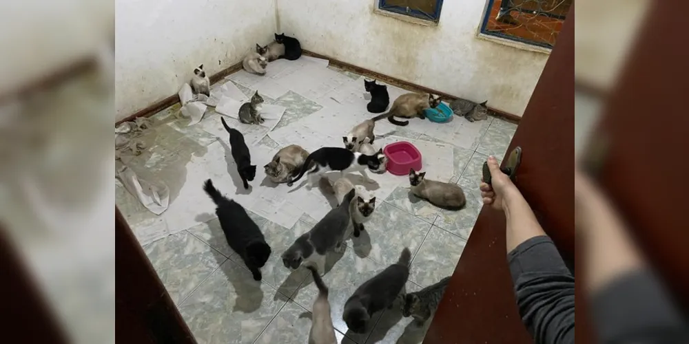 Casal já havia sido denunciado pelos moradores do Bairro Contorno, anteriormente, por manter gatos dentro de casa