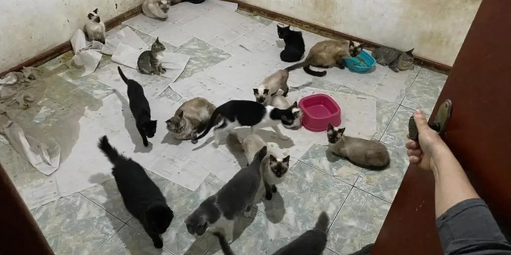 Fauna e SOS Bichos reforçam que apenas 28 gatos de 160 foram retirados da residência. Entidades alertam que não solicitaram doações ou realizam rifas para arrecadar dinheiro