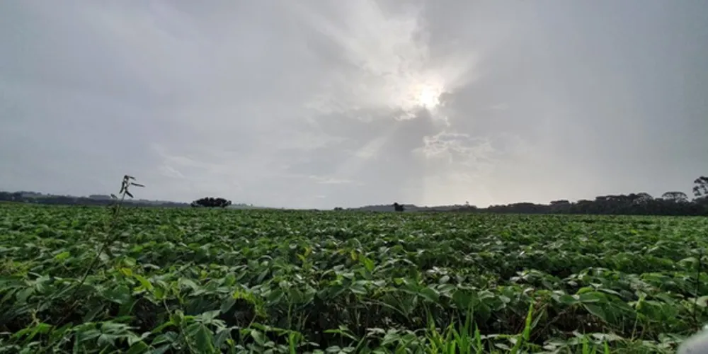 A soja está em fase de desenvolvimento na região, enquanto que o feijão já está em fase de floração e frutificação
