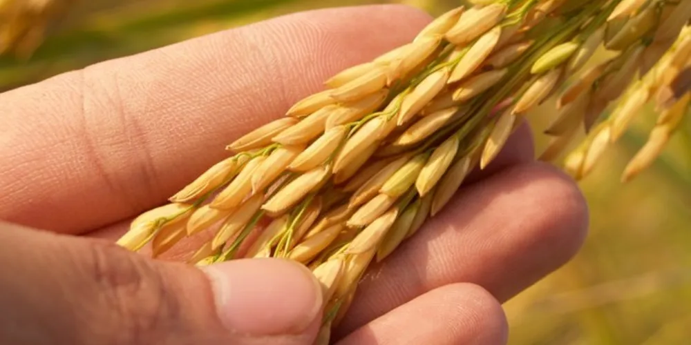 O levantamento prevê crescimento de 1,6% sobre a área da safra 2019/20, totalizando 67 milhões de hectares cultivados.