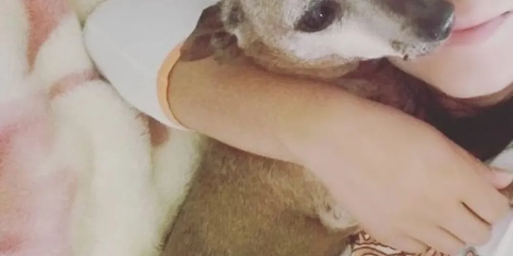 A dona do animal diz pagar recompensa caso encontrem a cachorrinha