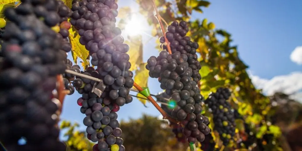 Foi constatado de que as uvas apresentavam “quantidade de ocratoxina acima do permitido” – substância produzida por alguns tipos de fungos.