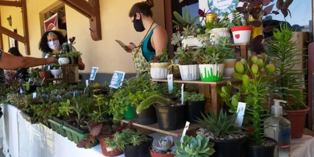 Os valores das plantas partem de R$ 4, com promoção de três unidades por R$ 10.