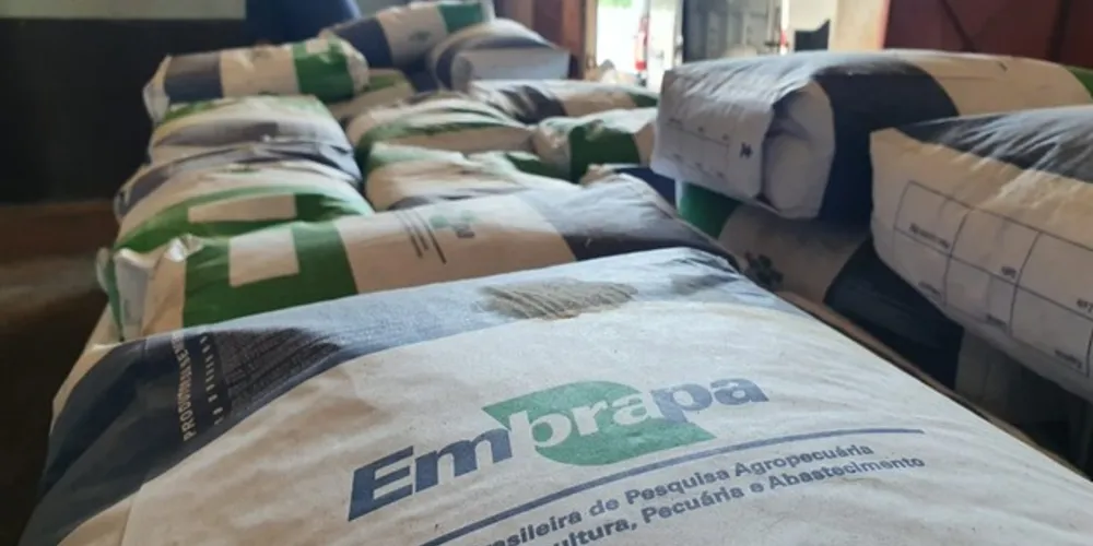 Embrapa doou sete toneladas de feijão para o projeto 'Natal sem Fome' nesta sexta-feira (11)