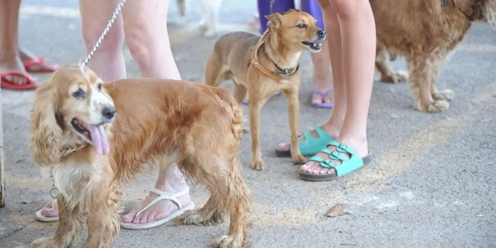 Estimativa da Organização Mundial da Saúde (OMS) aponta que mais de 30 milhões de cães e gatos estejam em situação de abandono no Brasil