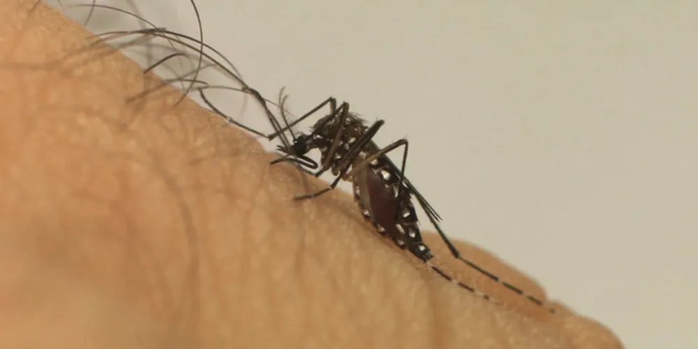 O Paraná tem 14.718 notificações para a dengue distribuídas em 313 municípios das 22 Regionais de Saúde do Estado.