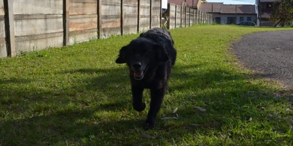 Cão foi morto envenenado no mês passado.