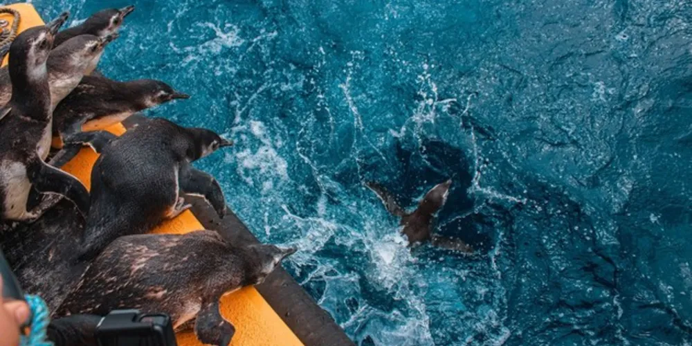 Os animais resgatados passam por tratamento veterinário, antes de serem devolvidos ao habitat natural. 