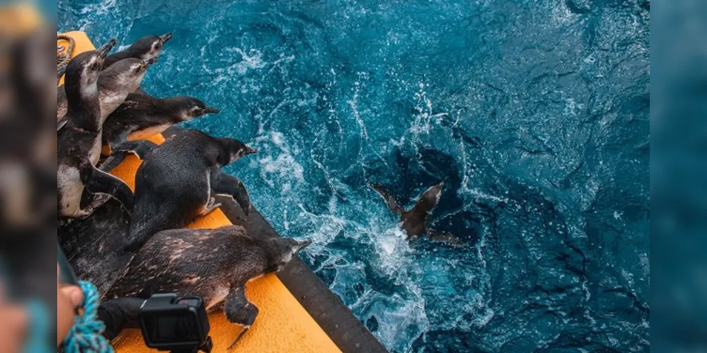 Os animais resgatados passam por tratamento veterinário, antes de serem devolvidos ao habitat natural. 