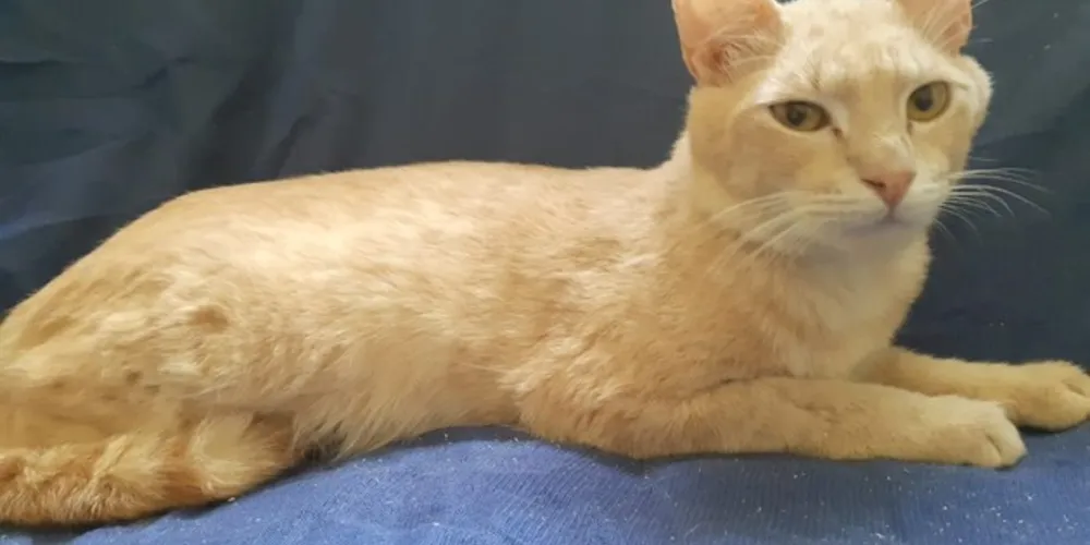 Será a última feirinha de adoções do ano. Todos os animais que estarão para adoção são animais resgatados de maus tratos, que passaram por todo tratamento de saúde, foram castrados e liberados para adoção. 