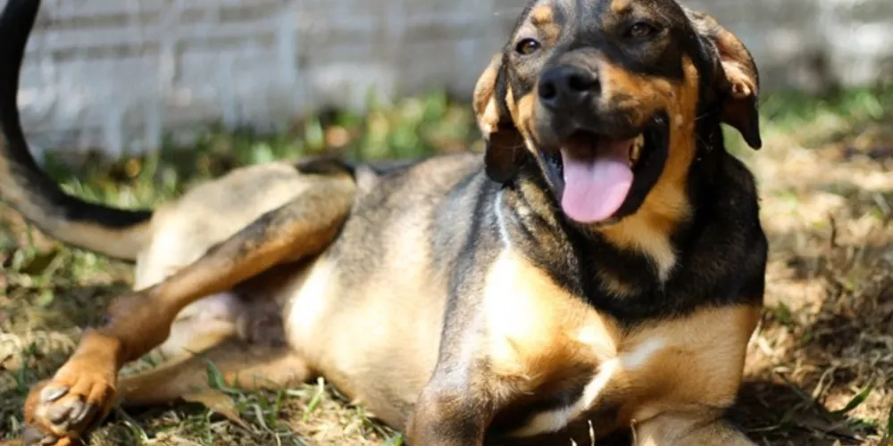 Imagem ilustrativa da imagem ‘Drive-thru solidário’ busca ajudar cães de rua em PG