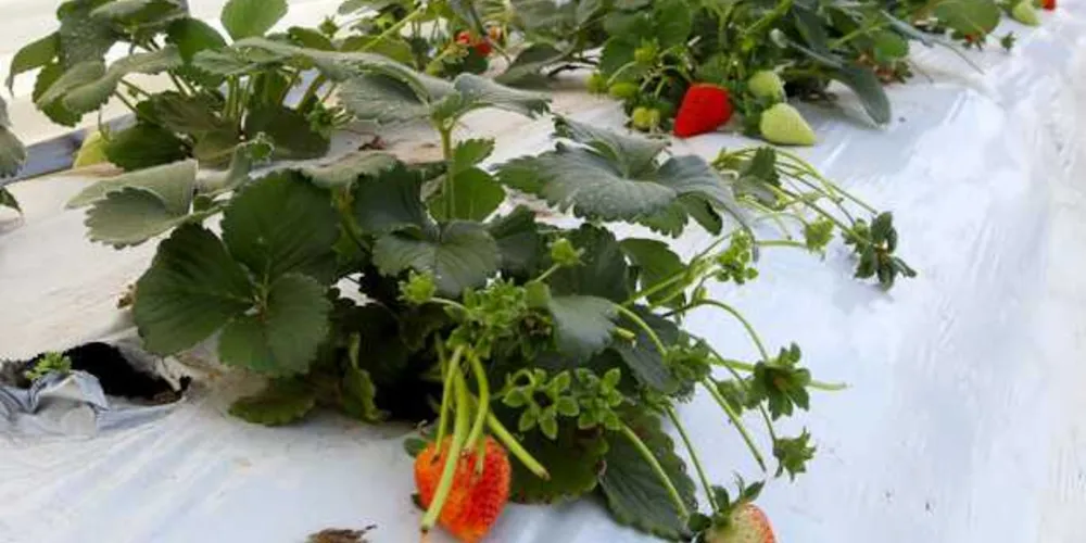 Das 725 ações levantadas no país, 147 estão no Paraná.

Veja mais detalhes no Portal aRede: