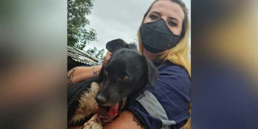Barbantes na boca da cachorra indicam que rojão foi amarrado propositalmente
