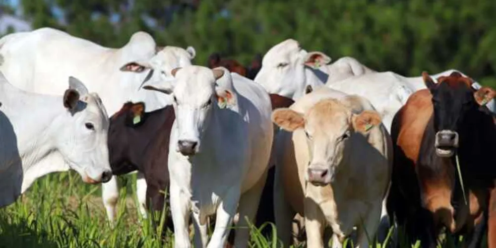 Em 2019, a produção de proteínas animais foi protagonista do Valor Bruto da Produção Agropecuária (VBP) do Paraná. 