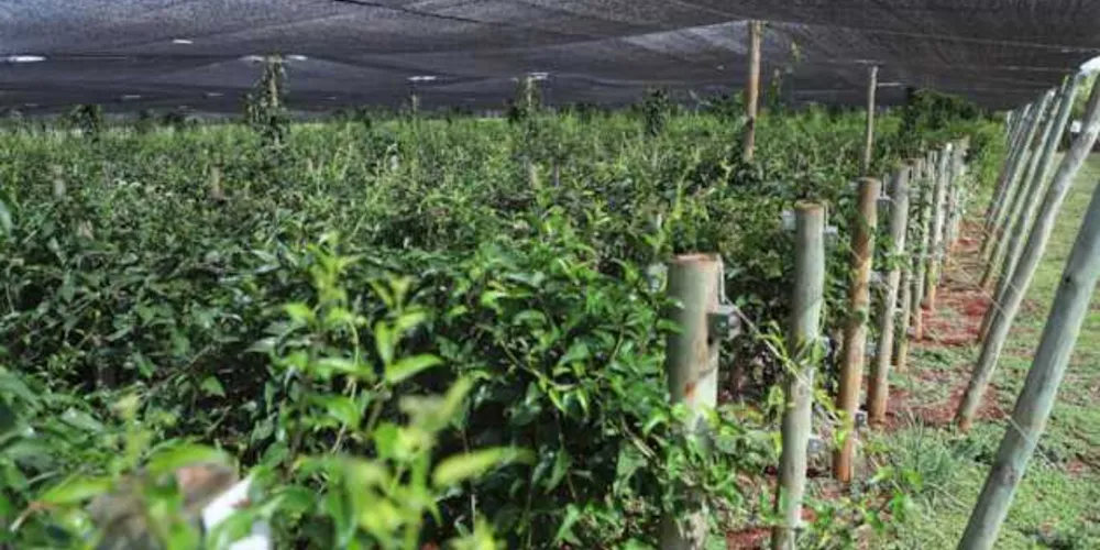 O grande destaque é a camomila, com 1.853 hectares distribuídos em 14 municípios. 