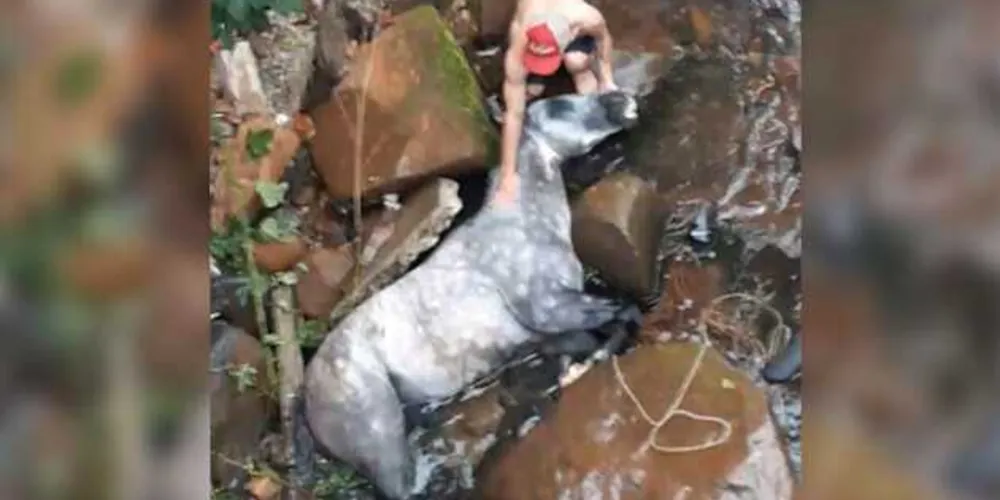 Animal não resistiu ao acidente e morreu ainda no local