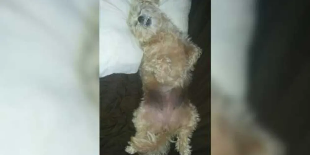 Imagem ilustrativa da imagem Família procura cachorra desaparecida no Jd. Esplanada