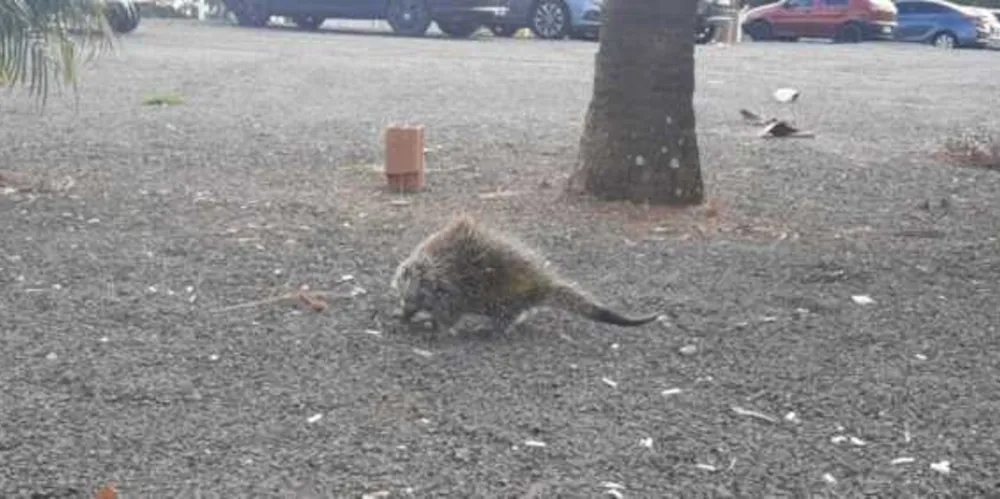 Animal estava no pátio do Centro Hospitalar São Camilo em Uvaranas