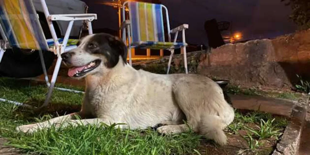 Animais foram abandonados no Jardim Carvalho na noite de domingo