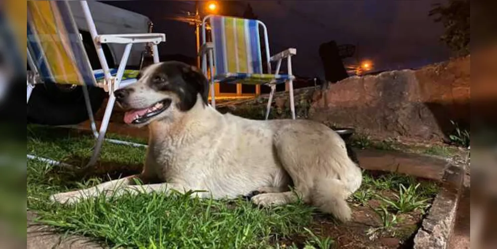 Animais foram abandonados no Jardim Carvalho na noite de domingo