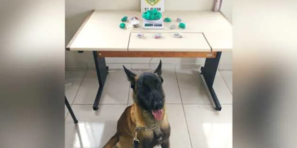 Cão de faro encontrou sacola com buchas de maconha e auxiliou na prisão de suspeito