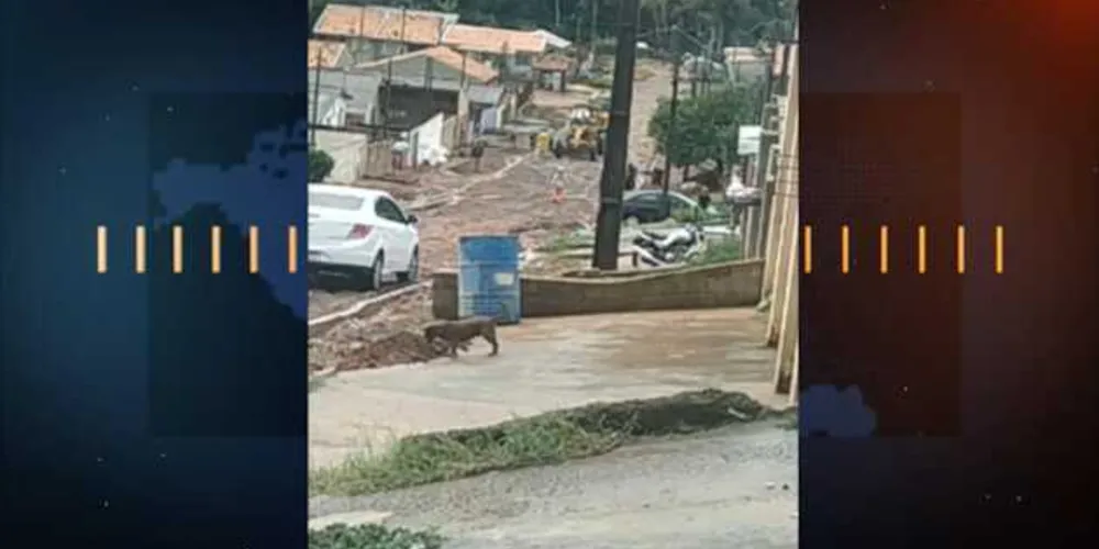 Imagem ilustrativa da imagem Enxurradas invadem casas e causam transtornos em PG