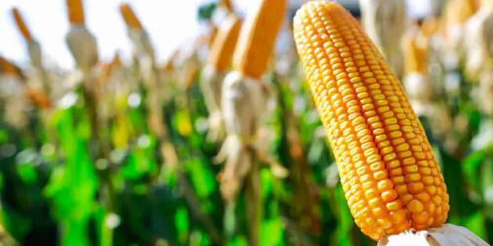 O faturamento da soja, do milho e da carne bovina juntos soma quase R$ 470 bilhões. 