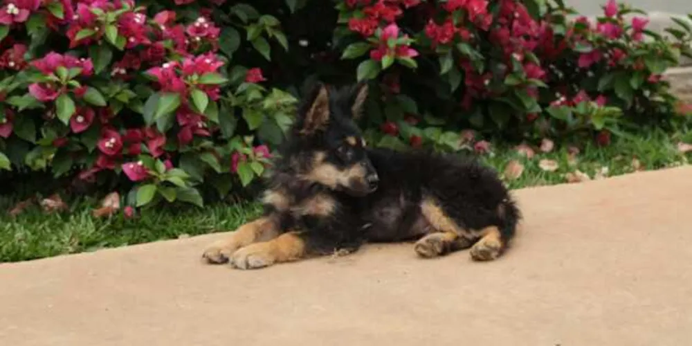 Imagem ilustrativa da imagem PG garante castração gratuita de cães e gatos