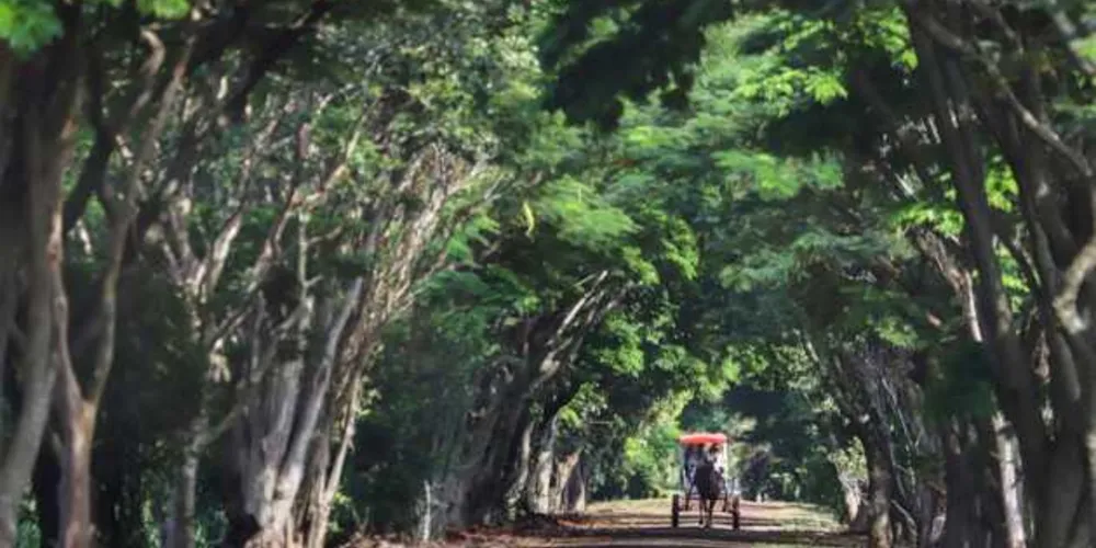 Imagem ilustrativa da imagem Turismo rural é opção para aumentar a renda no campo