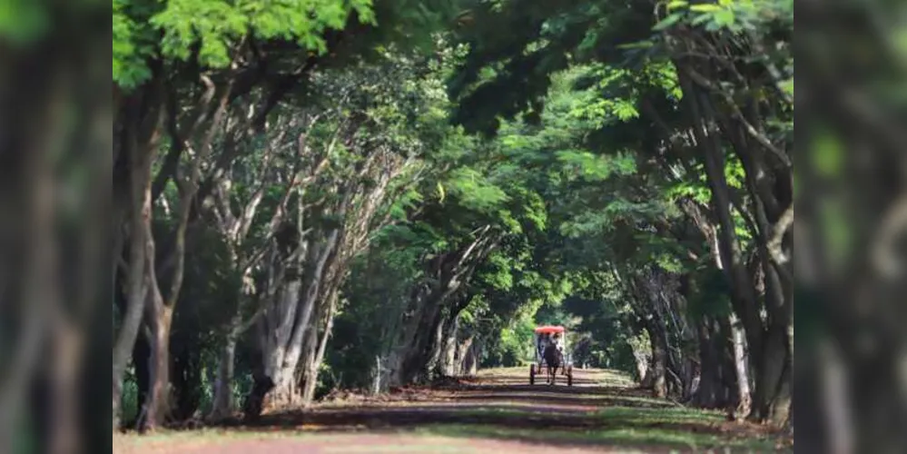 Imagem ilustrativa da imagem Turismo rural é opção para aumentar a renda no campo