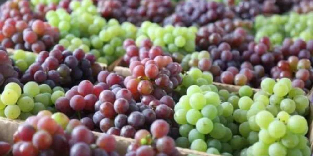 Imagem ilustrativa da imagem Fesuva segue até este domingo no Parque Ambiental