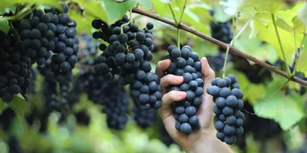 Combinação de clima, solo, temperatura e umidade resulta em uvas com menor teor de acidez em Bituruna