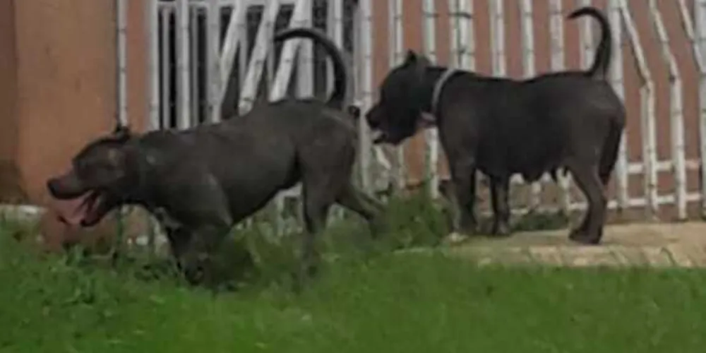Imagem ilustrativa da imagem Cães pitbull fogem à rua e causam temor em vila
