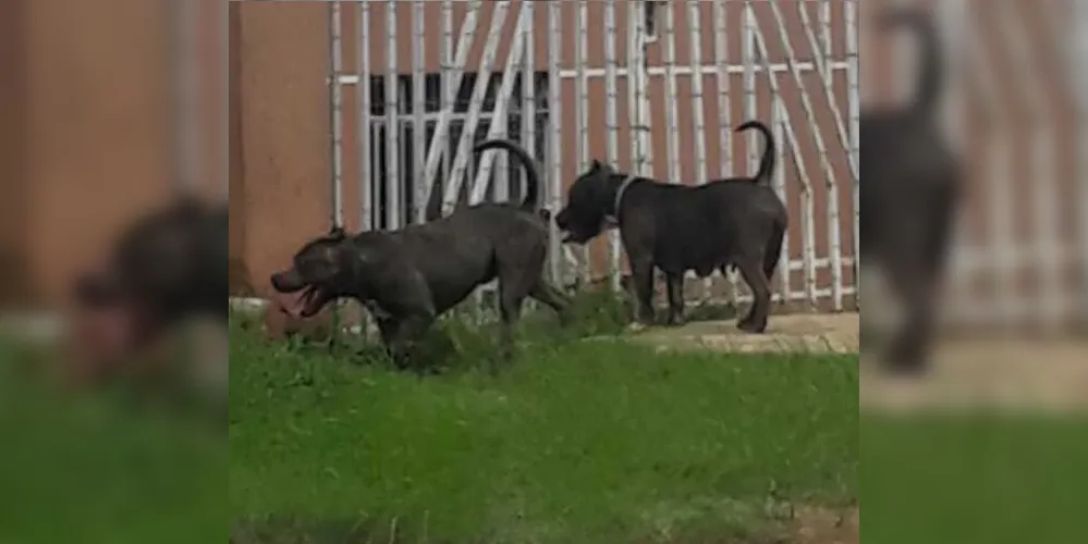 Imagem ilustrativa da imagem Cães pitbull fogem à rua e causam temor em vila